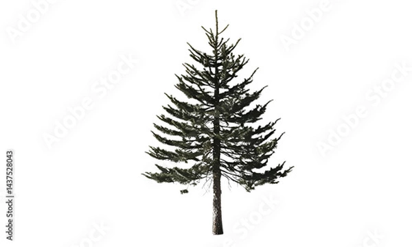 Obraz pine tree isolated on white