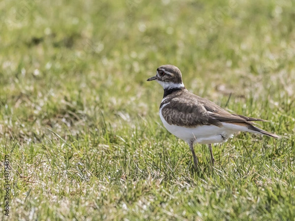 Fototapeta Killdeer