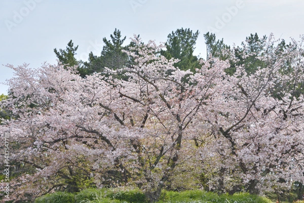 Obraz 万博記念公園の桜