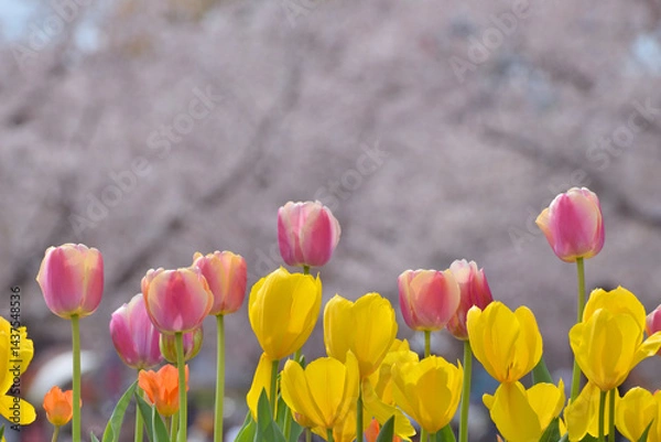 Obraz 万博記念公園のチューリップと桜