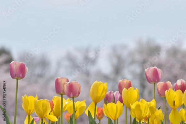 Obraz 万博記念公園のチューリップと桜