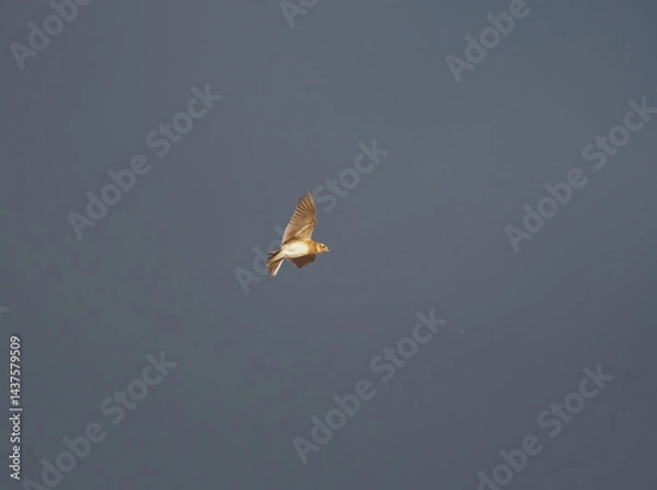 Obraz Eurasian skylark (Alauda arvensis) flying in snowfall in spring.