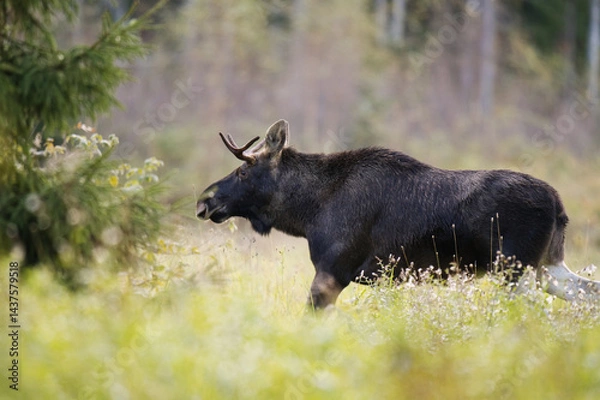 Obraz Elk or Moose (Alces alces) bull feeding in the field in autumn.	

