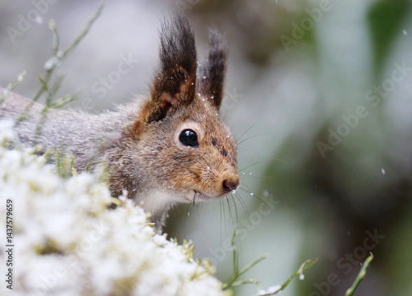 Obraz Red squirrel (Sciurus vulgaris) closeup in snowfall peeking behind a rock in early spring.