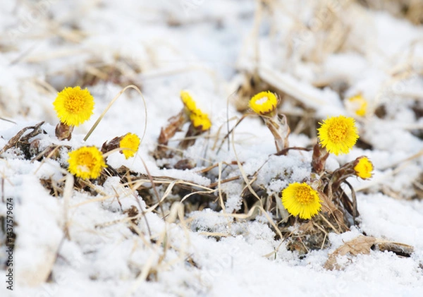 Obraz Coltsfoot (Tussilago farfara) flowers after snowfall in spring.	
