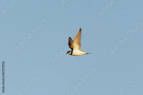 Obraz Little ringed plover (Charadrius dubius) flying in the sky in spring.	
