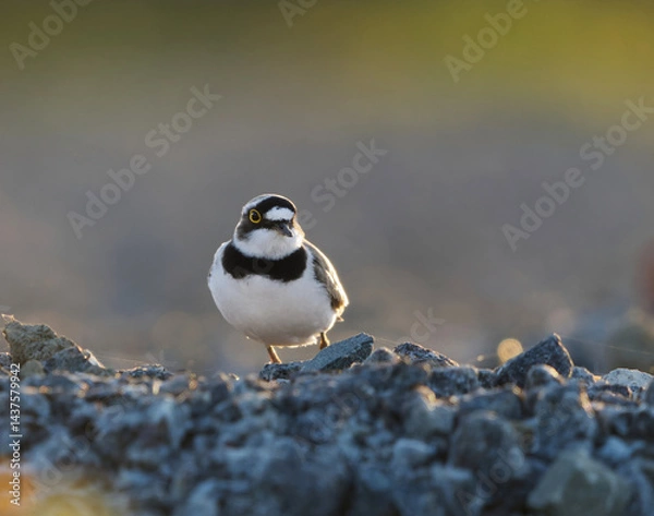 Obraz Little ringed plover (Charadrius dubius) on the ground backlit in spring.	
