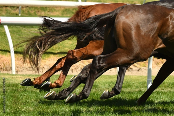 Obraz Horse racing action