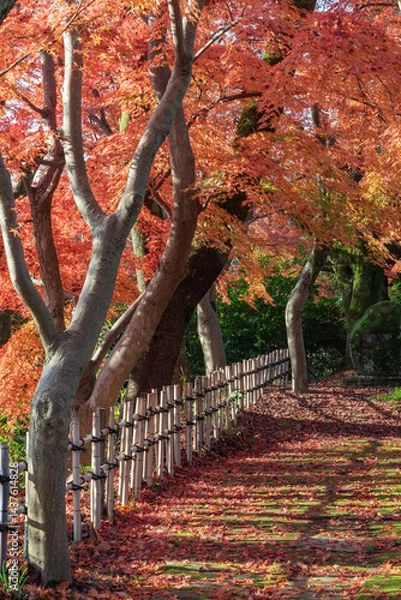 Obraz 高岡古城公園の秋