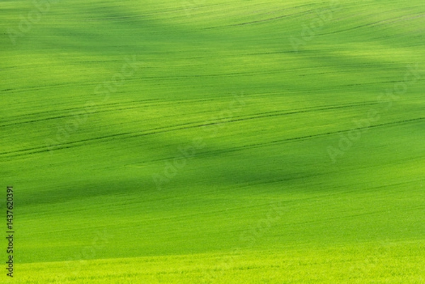 Fototapeta Green rolling fields in Czechia Moravia at spring