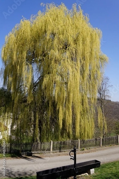 Obraz Trauerweide im Frühling
