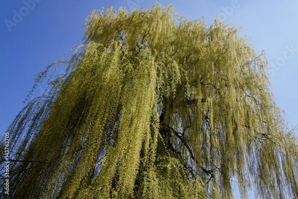 Obraz Trauerweide im Frühling