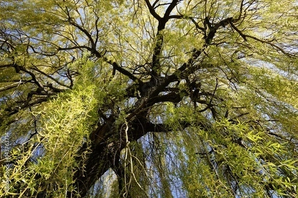 Obraz Trauerweide im Frühling