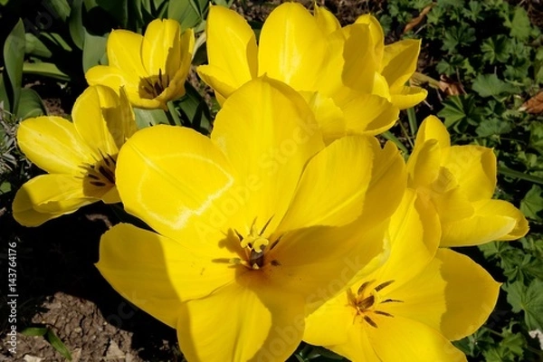 Obraz Tulpenblüte, offen, gelb