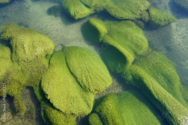 Obraz Wassersterne im Fluß