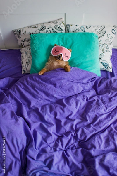 Obraz Funny and cute pomeranian puppy dog in a sleep mask is laying on back on pillows under the blankets with the claws protruding out of it