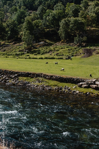 Obraz Norwegian fjord mountain landscape with green trees where sheep graze in green grass at the foot of the mountains by the bank of a mountain river.