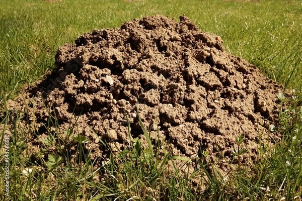 Obraz Maulwurfhügel