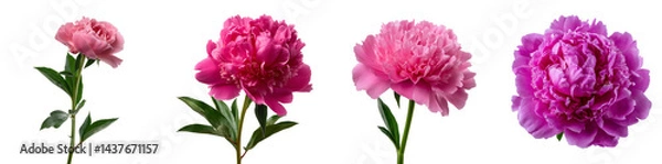 Fototapeta Displaying four isolated peony flowers, each one showcasing unique shapes and vibrant pink hues, complemented by lush green stems and leaves