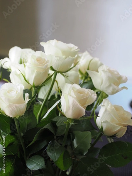 Obraz close up of a white roses against a neutral grey white background