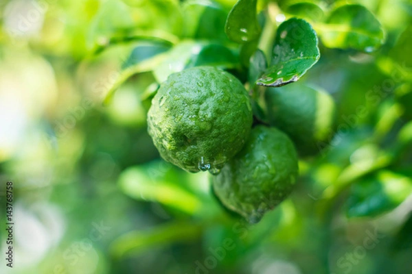 Obraz Bergamot
