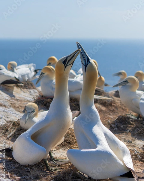 Fototapeta Northern gannet, Morus bassanus, couple fencing and mating in Helgoland