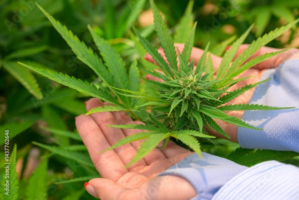 Fototapeta Woman hands gently holding cannabis plant with flower buds