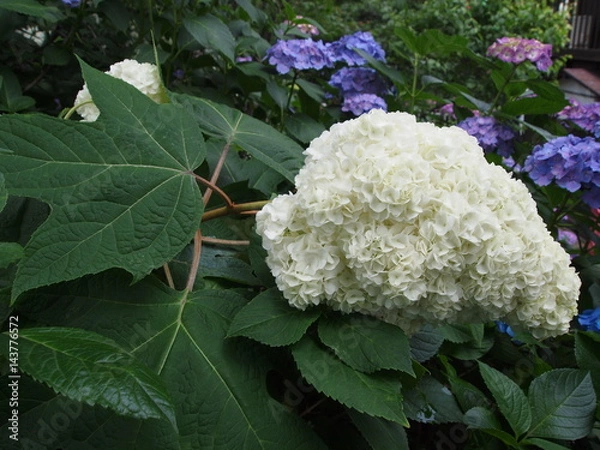 Obraz 柏葉アジサイ　ハーモニー