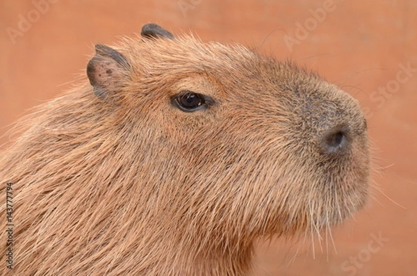 Fototapeta カピバラ