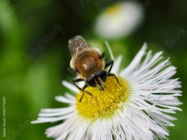 Fototapeta スイセンハナアブ