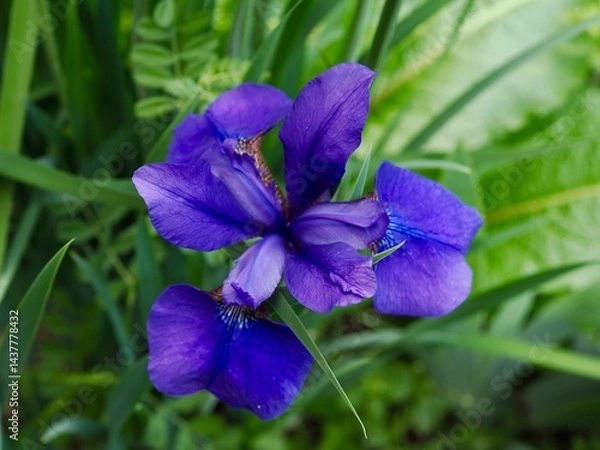 Fototapeta アヤメ