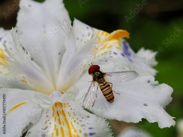 Fototapeta ホソヒラタアブ