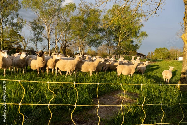 Fototapeta Troupeau de moutons paissant dans un pâturage verdoyant en pleine nature