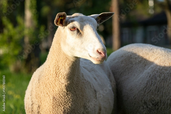 Fototapeta Troupeau de moutons paissant dans un pâturage verdoyant en pleine nature