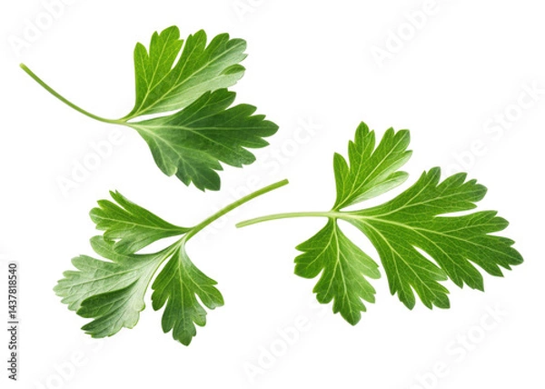 Fototapeta Fresh parsley leaf isolated on transparency background with vibrant green color and natural texture perfect for culinary use and healthy dishes
