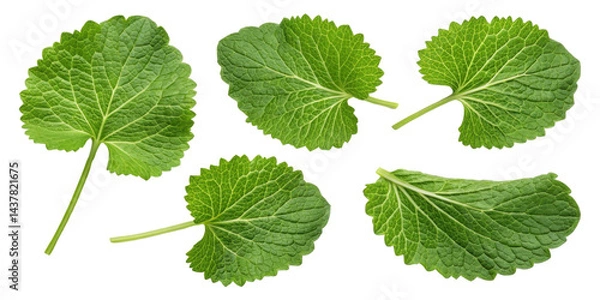 Fototapeta Wasabi leaf fresh green herb with natural texture and veins isolated on transparency background wasabi leaf adds vibrant color and flavor to dishes