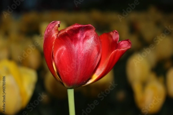 Obraz tulip