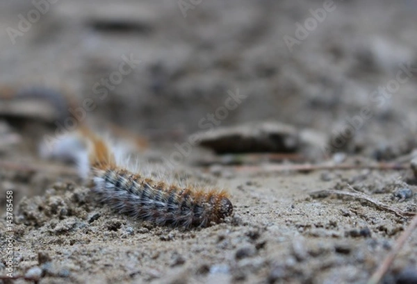Obraz caterpillar