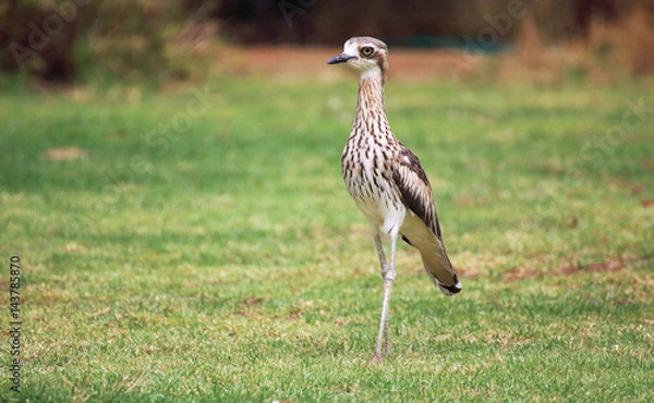 Obraz  Bush Stone Curlew