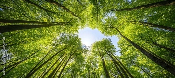 Fototapeta A Low Angle View of the Bright Sky Through the Middle of a Dense Green Tree Canopy