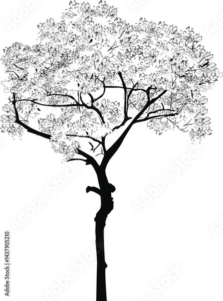 Fototapeta small fine tree outline on white background
