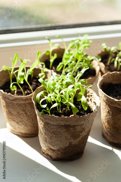 Fototapeta Small green seedlings in biodegradable pots, catching sunlight on a window sill, represent growth, new beginnings, and springtime.