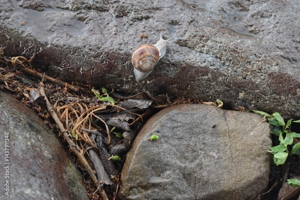 Fototapeta SNAIL