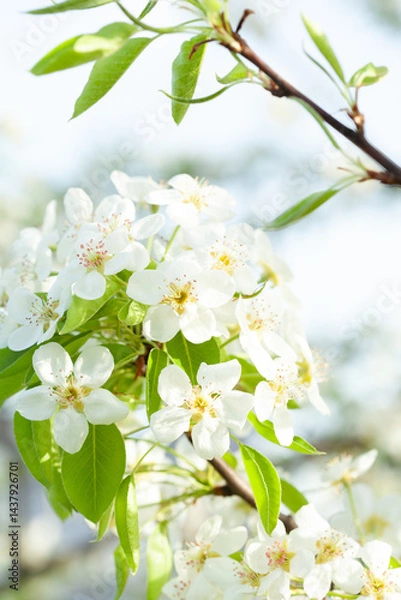 Fototapeta Close-up showcases the delicate beauty of white blossoms and fresh green leaves, symbolizing spring's arrival and the promise of new beginnings.