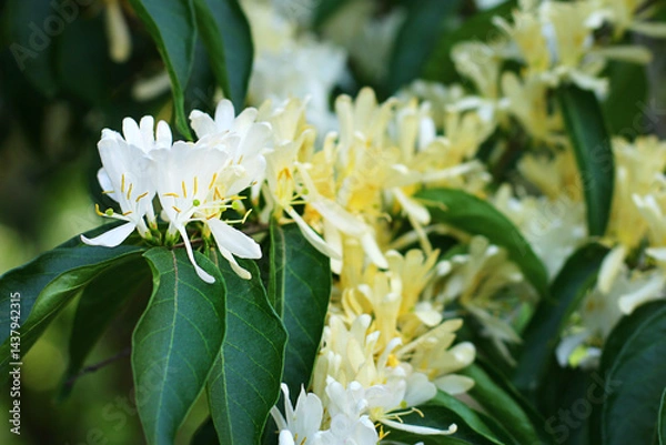 Fototapeta inflorescence of white flowers, plants of the botanical garden