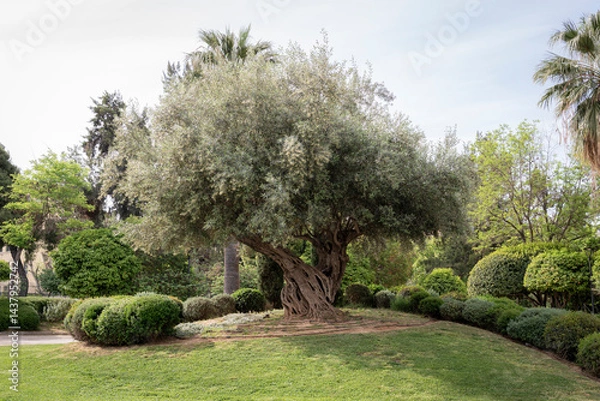 Fototapeta Very large olive tree, with twisted trunk, growing in Athens, Greece