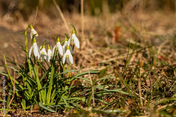 Obraz Early blooming snowdrops in a sunny spring meadow. Beautiful cluster of white snowdrop flowers blooming on a grassy meadow under warm sunlight, signaling the arrival of spring