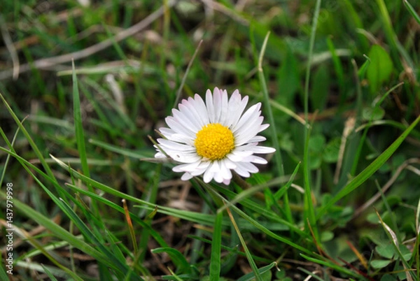 Obraz daisy in the grass