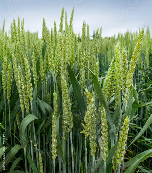 Fototapeta A close-up of bright green winter wheat spikelets and the rich green color