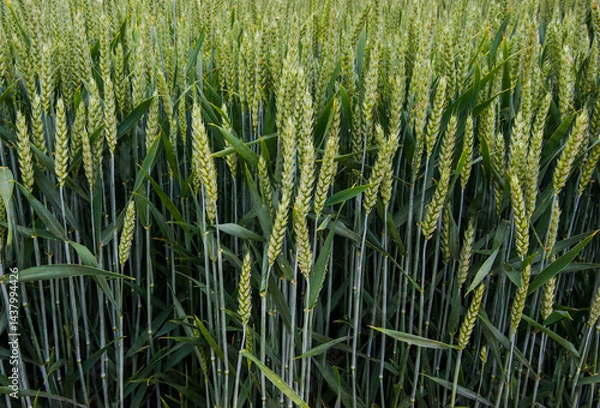 Fototapeta Close-up of green ears of winter wheat in a field